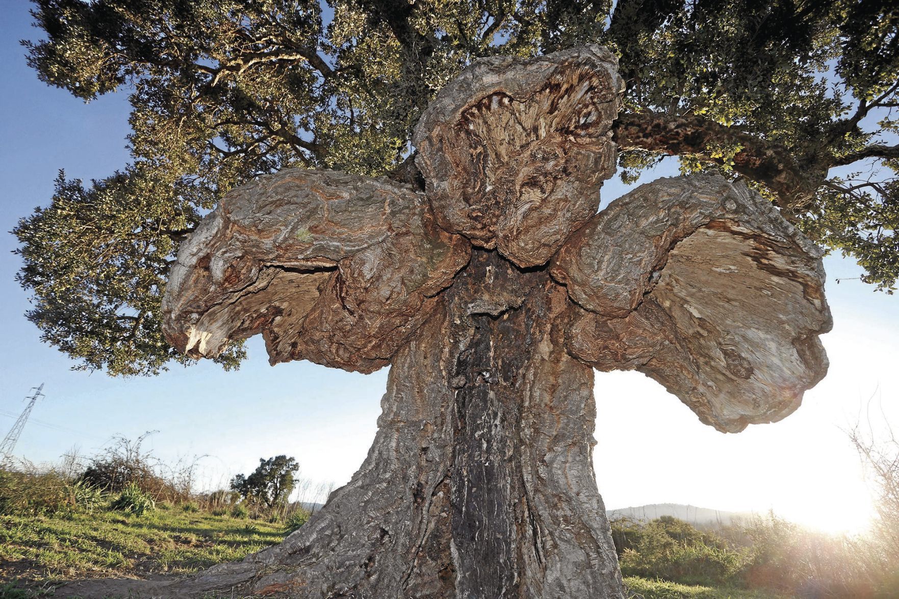 Cork oak